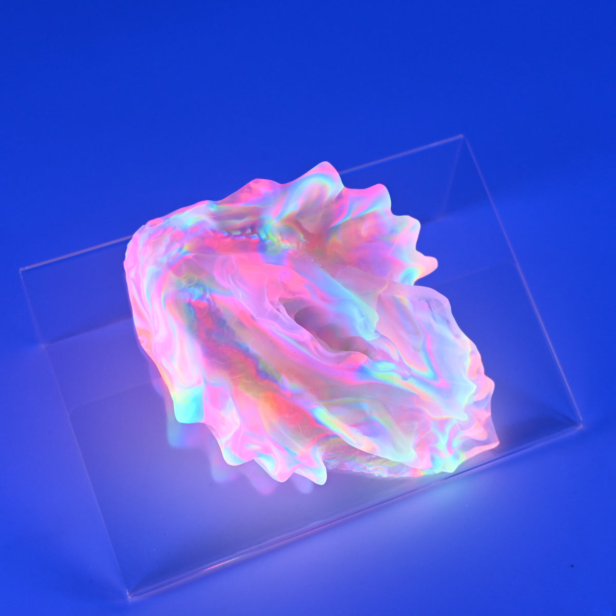 C2TJR58 Calypso Small NC 0031 UV CS
