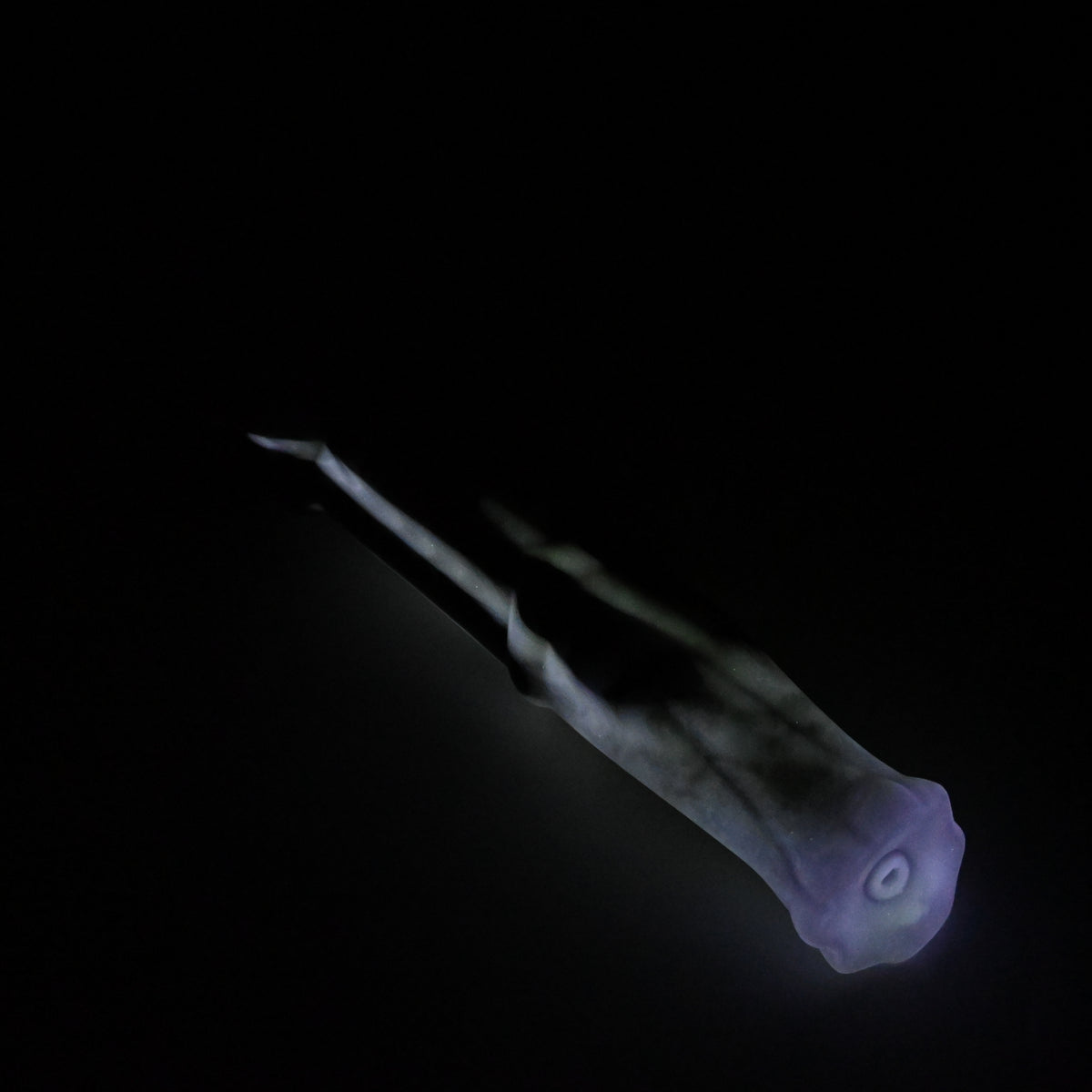 K2MKR46 Kitalpha Small 0050 UV GITD CS