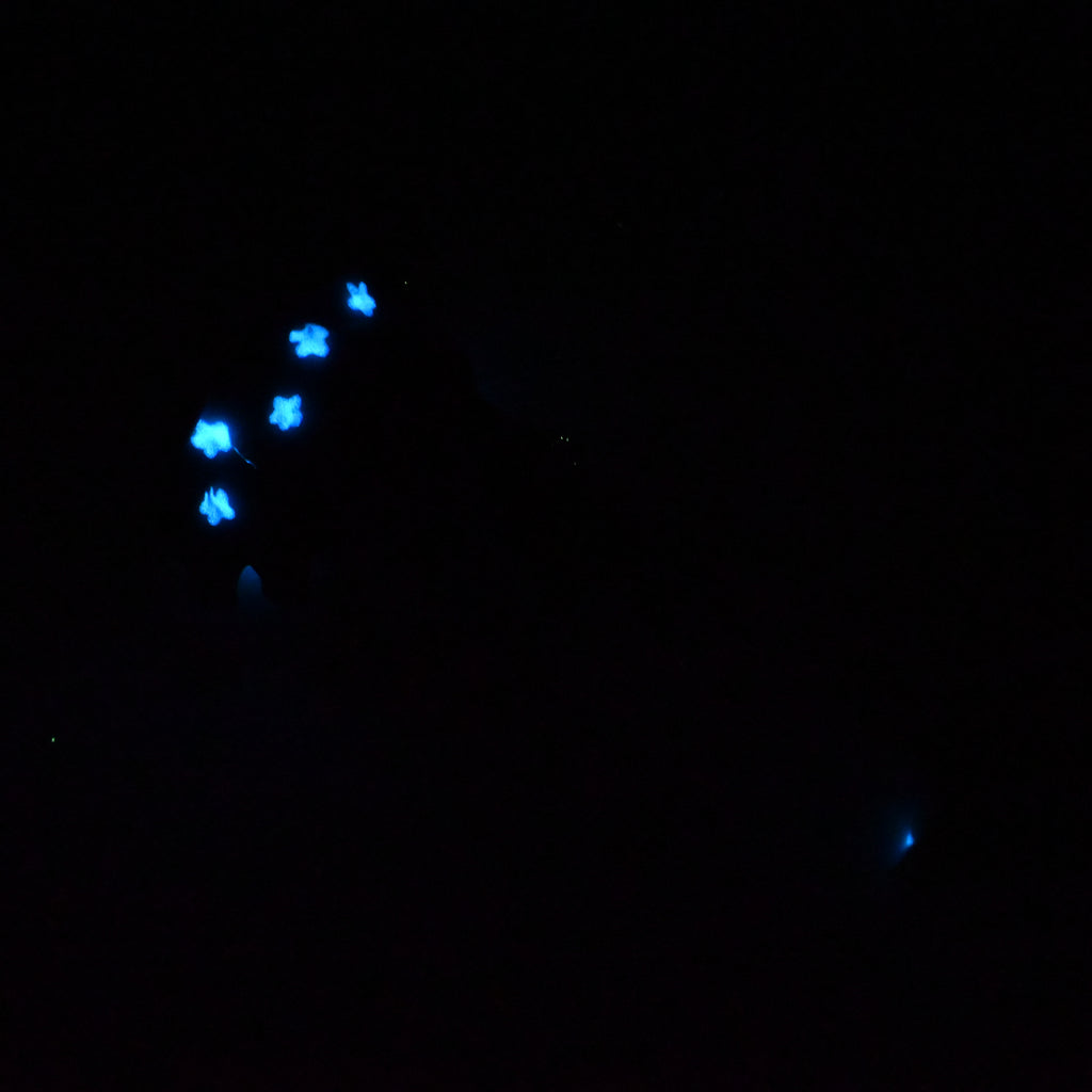 43SKQ62 Helhestr Medium 0030 UV GITD CS
