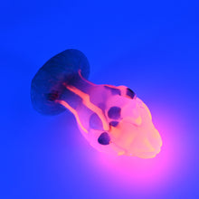 Load image into Gallery viewer, F4THN81 Dragonfruit Plug Large NC 0031 UV CS
