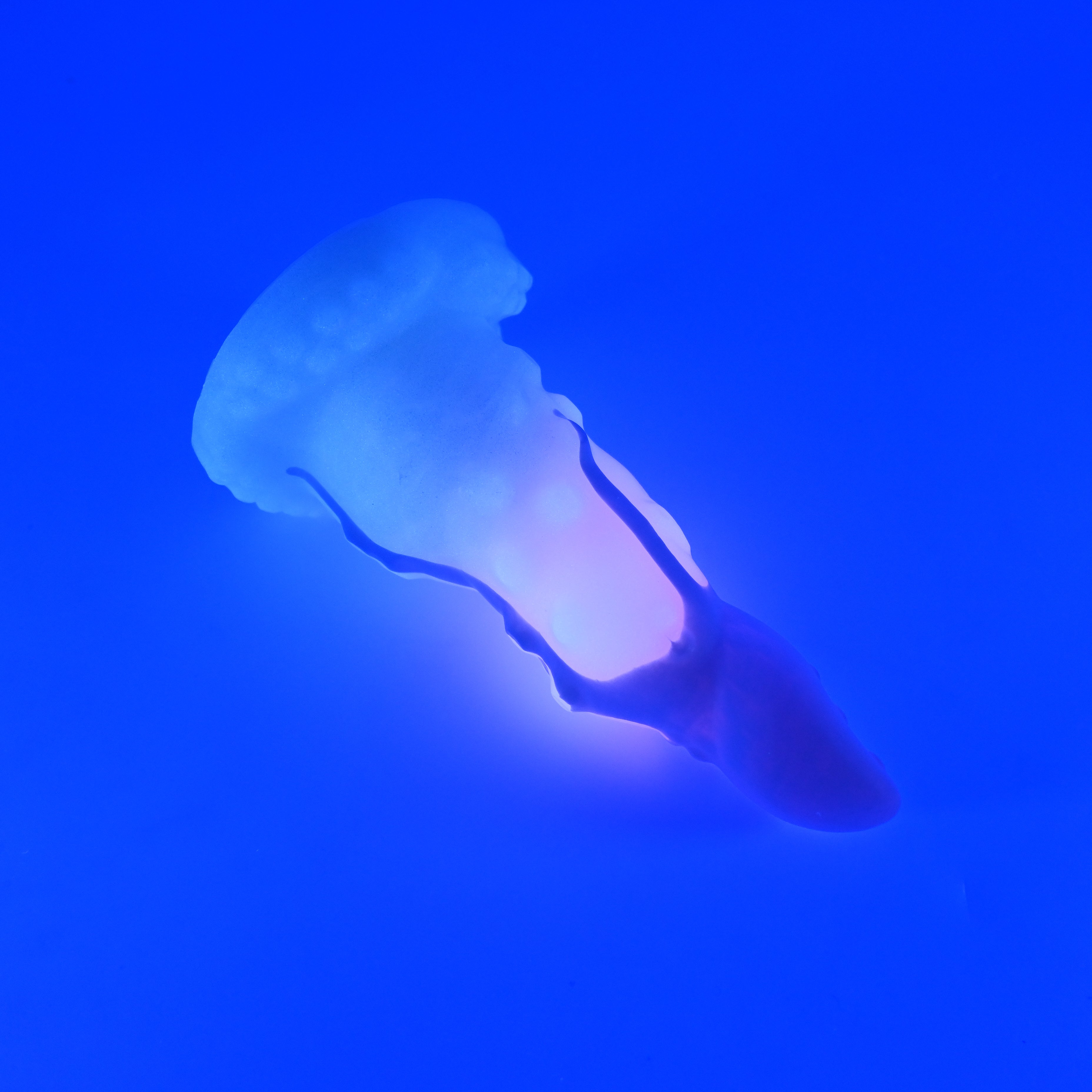 N2SJS06 Nereid Small 0030 UV GITD