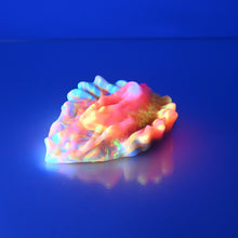 Load image into Gallery viewer, C2MCS36 Calypso Small 0050 UV GITD
