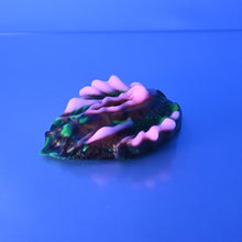 Load image into Gallery viewer, C2MCS35 Calypso Small 0050 UV GITD
