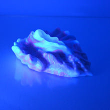 Load image into Gallery viewer, C4MCT61 Calypso Large 0050 UV
