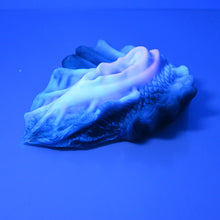 Load image into Gallery viewer, C4XCU75 Calypso Large 0020 UV GITD
