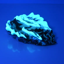 Load image into Gallery viewer, C4MCU74 Calypso Large 0050 UV GITD
