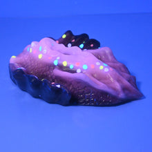 Load image into Gallery viewer, C4SCW03 Calypso Large 0030 UV GITD
