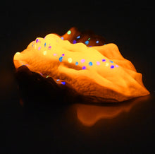 Load image into Gallery viewer, C4SCW03 Calypso Large 0030 UV GITD
