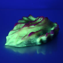 Load image into Gallery viewer, C4MCV99 Calypso Large 0050 UV GITD
