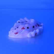 Load image into Gallery viewer, C2MCX22 Calypso Small 0050 UV GITD
