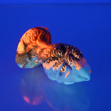 Load image into Gallery viewer, F1SCD31 Dragonfruit Plug Mini 0030 UV GITD
