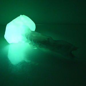 V2TCF87 Snark's Maw Small NC 0031 UV GITD