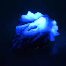 Load image into Gallery viewer, C4XDJ42 Calypso Large 0020 UV GITD CS
